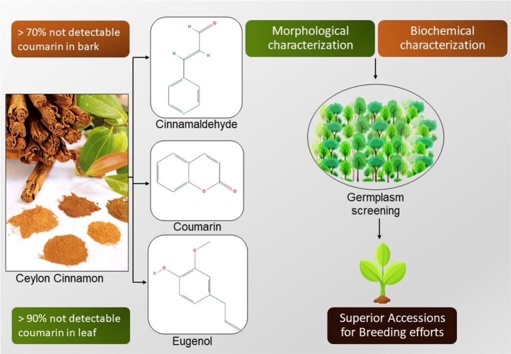 Identification of superior Cinnamomum zeylanicum Blume germplasm for